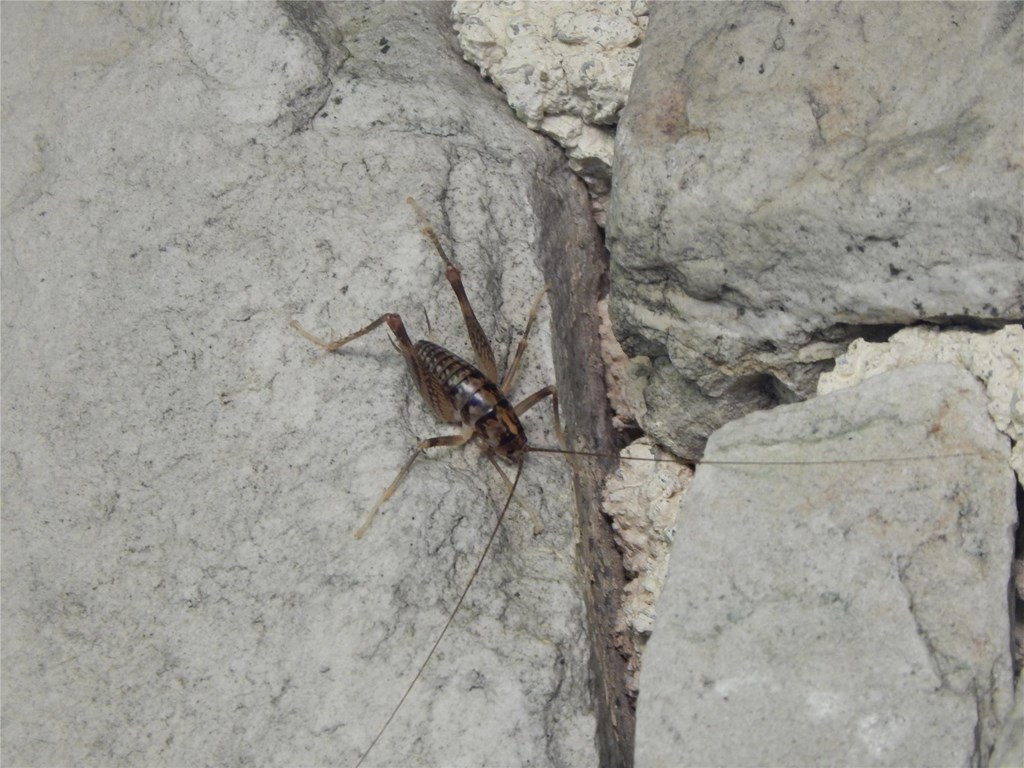 Cave cricket on stone wall