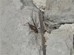 cave cricket cave cricket