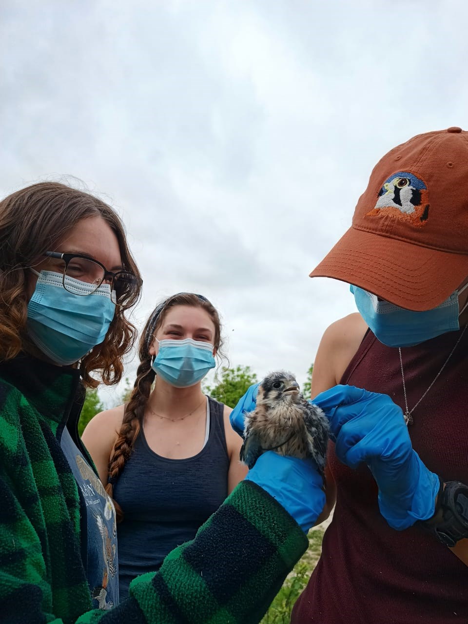 Trainees assist in installing a a radio transmitter on a kestrel