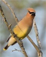 cedar waxwing