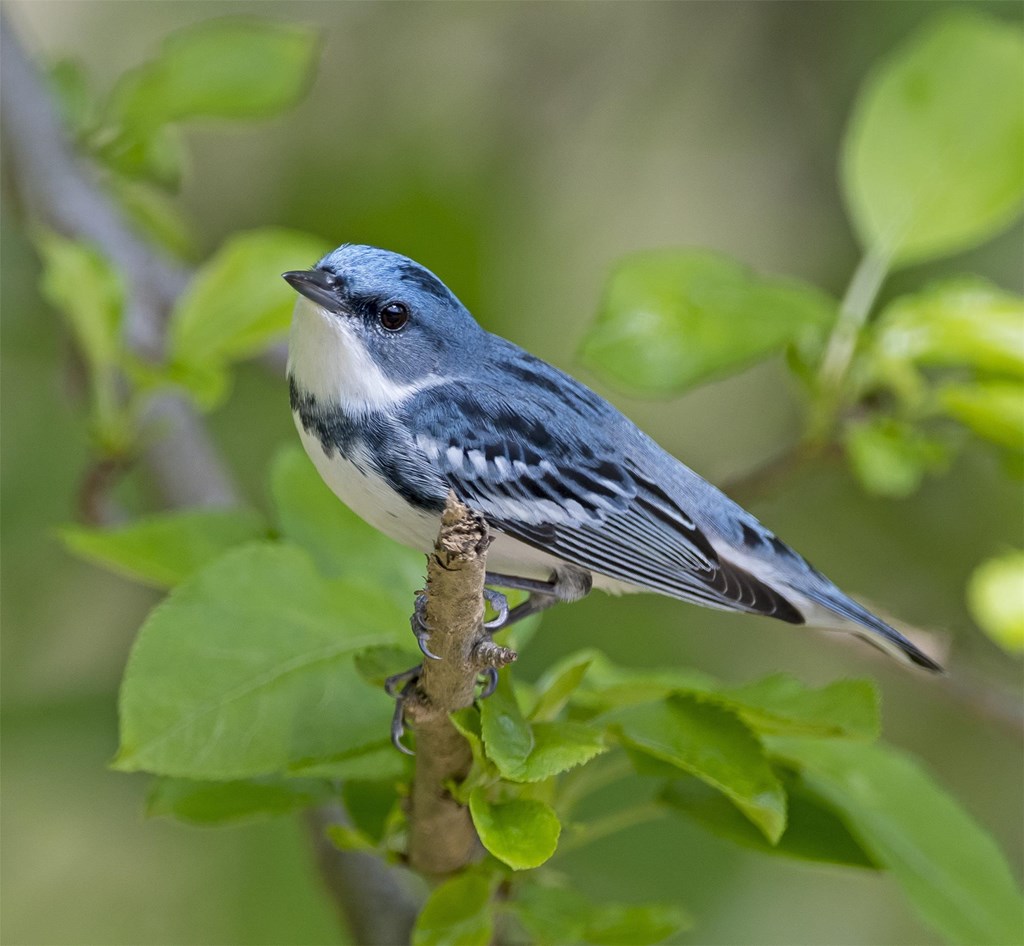 Cerulean Warbler