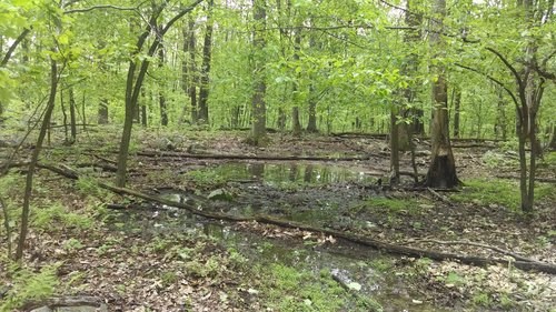 Charles property