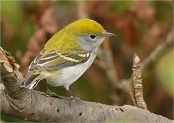 chestnut-sided warbler chestnut-sided warbler