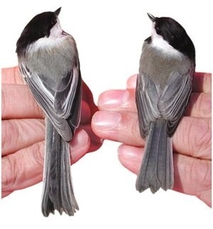 chickadee comparison