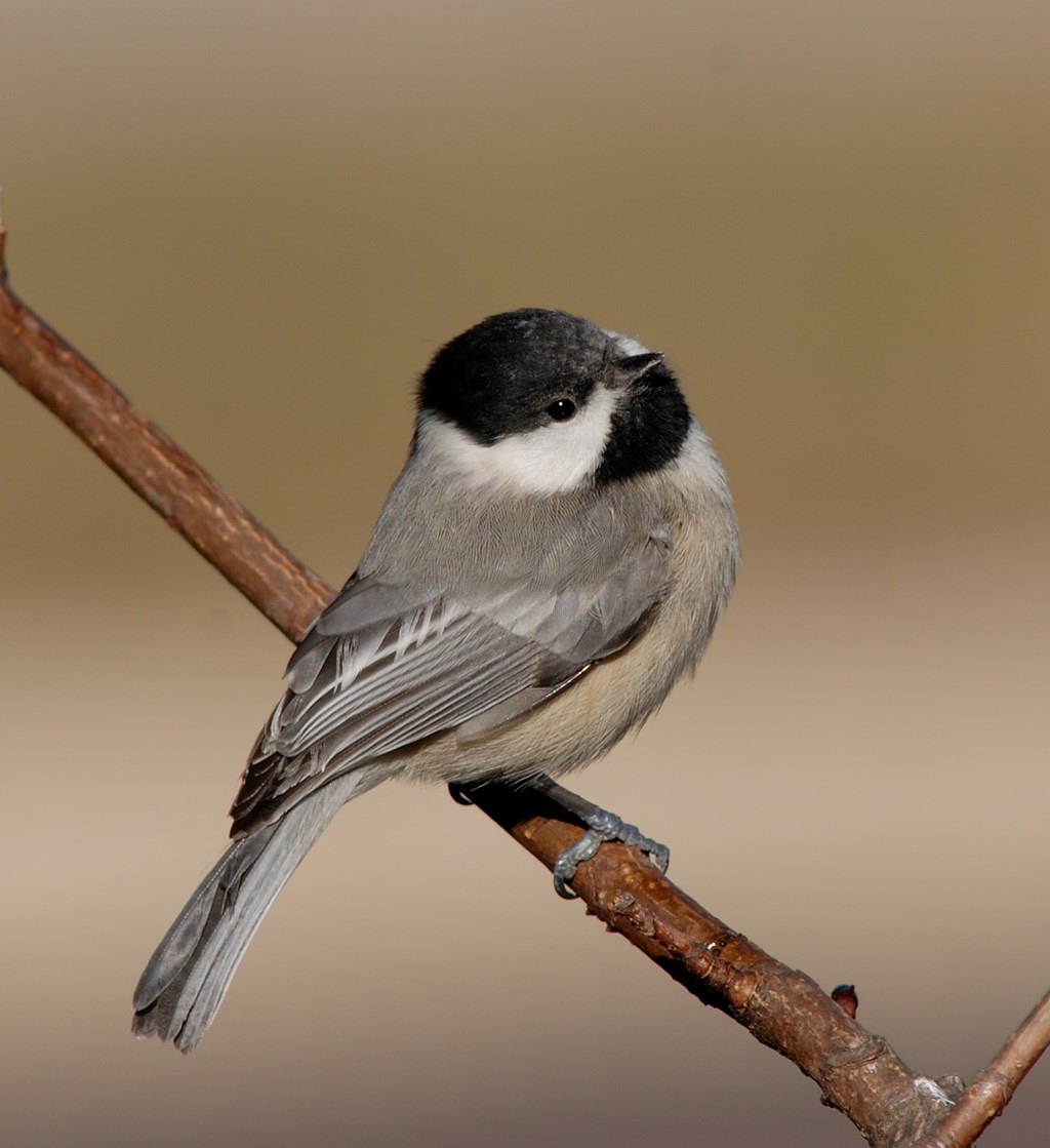 Chickadee