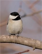chickadee chickadee