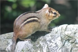 chipmunk