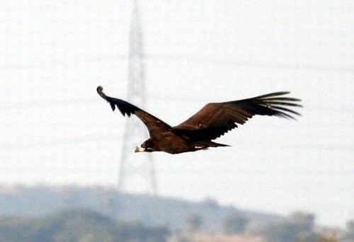 Cinereous vulture in flight, with power lines visible in the background