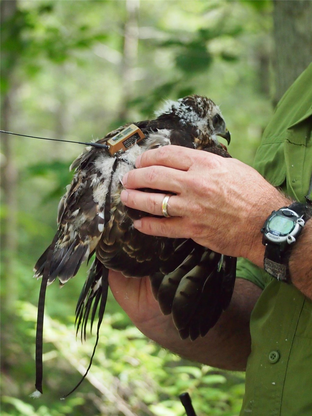 Hawk Mountain Scientist holds a broad-winged hawk chick with an attached GPS satellite telemetry unit. 