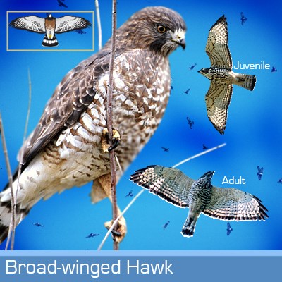 Broad-winged hawk identification graphic