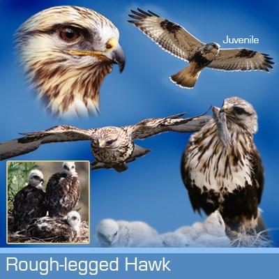 Rough-legged hawk identification graphic