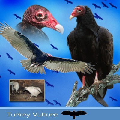 Turkey vulture identification graphic