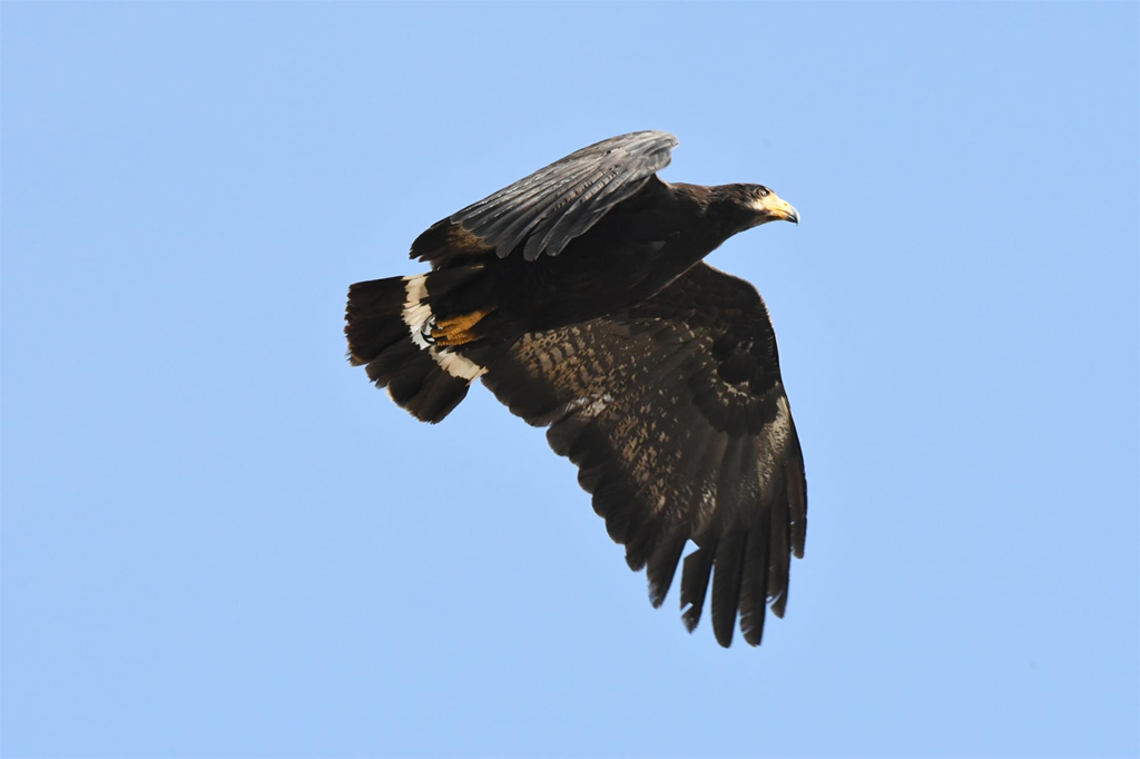 Common Black Hawk in Flight Common Black Hawk in Flight