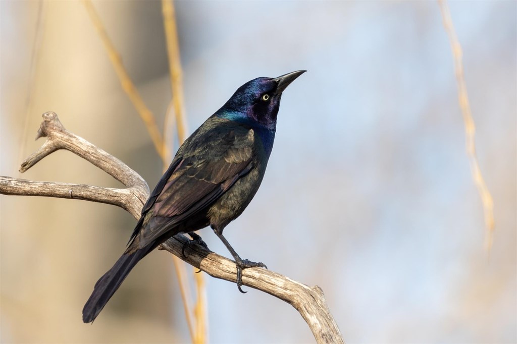 Common Grackle Common Grackle