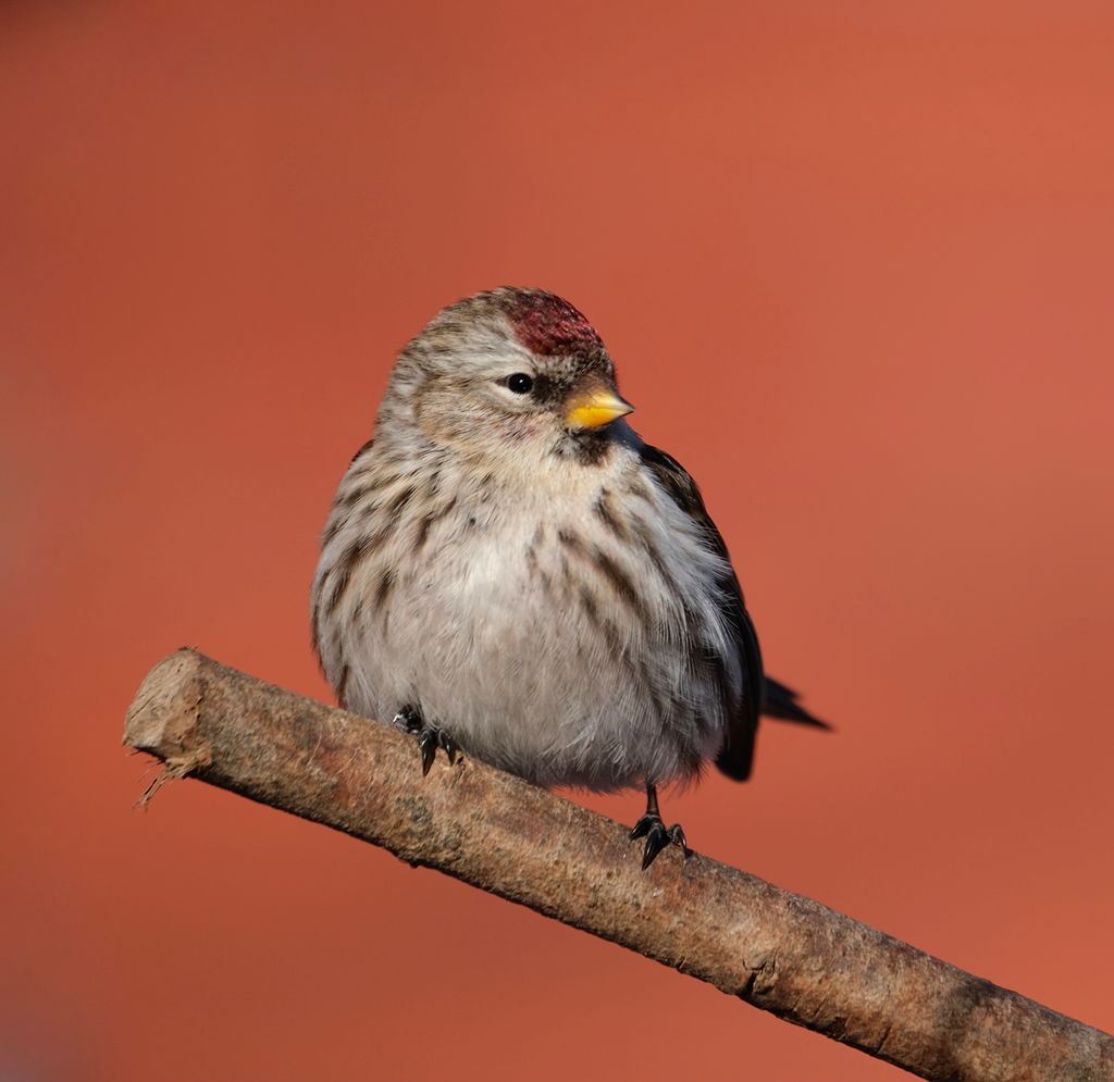Common Redpoll Perched on a Branch