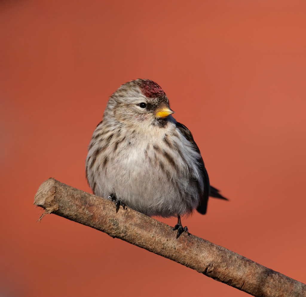 Common Redpoll Perched on a Branch Common Redpoll Perched on a Branch