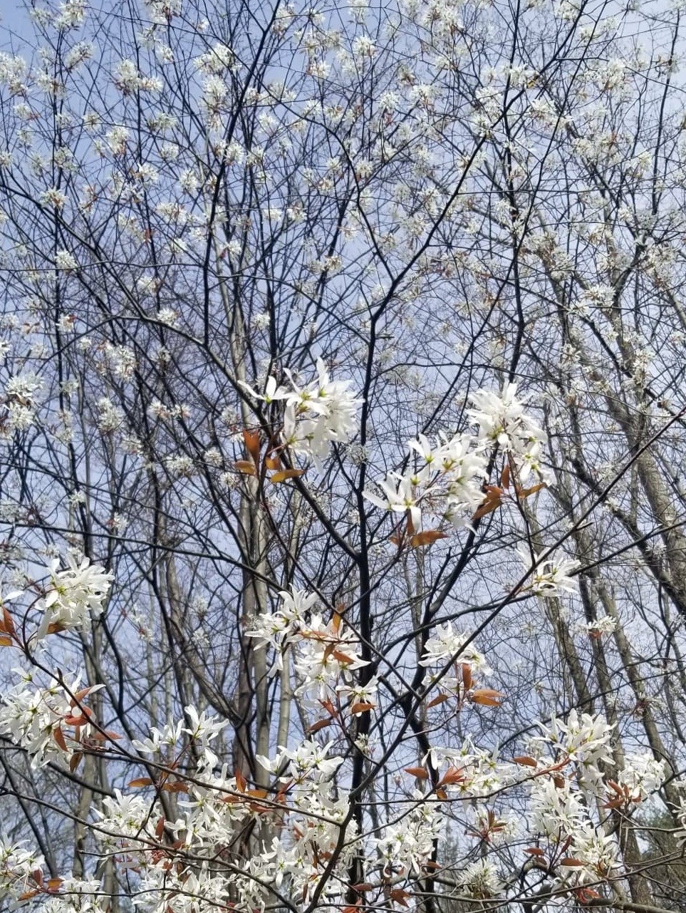 Common Serviceberry