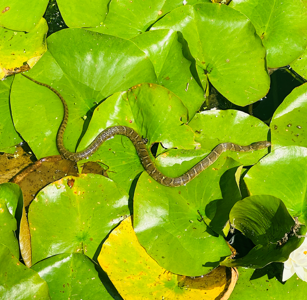 Common Watersnake Basking on Lily Pads