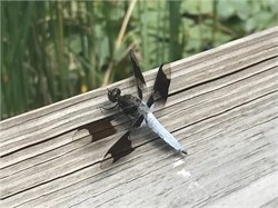 common whitetail skimmer common whitetail skimmer