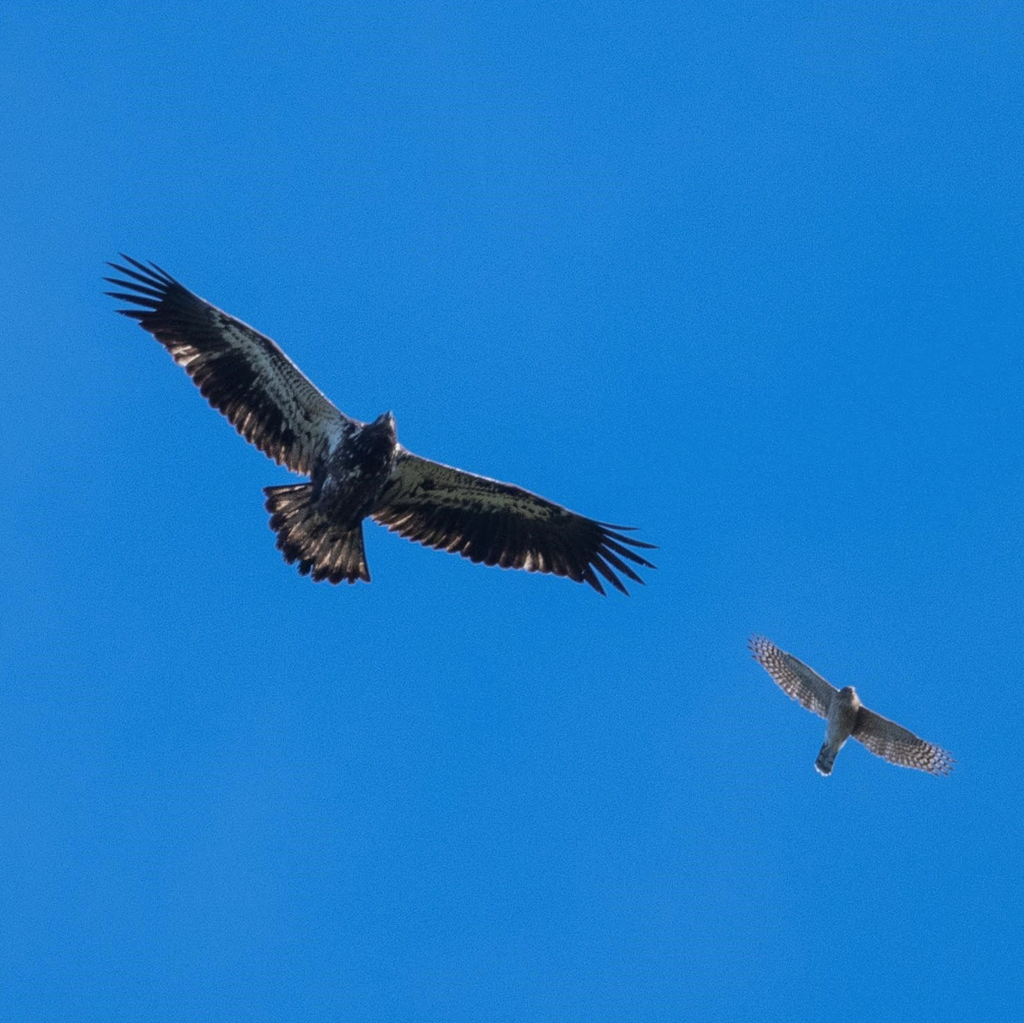 A Juvenile Bald Eagle Soars Beside a Cooper's Hawk A Juvenile Bald Eagle Soars Beside a Cooper's Hawk