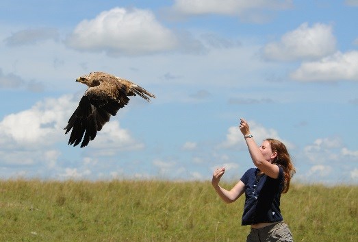 Former Grad Student Corinne Kendall releases a recently tagged raptor