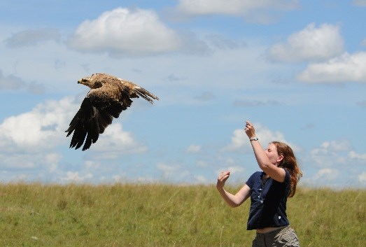 Turkey Vultures  Hawk Mountain Sanctuary: Learn Visit Join