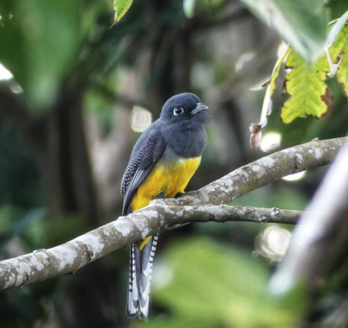 Trogon Trogon