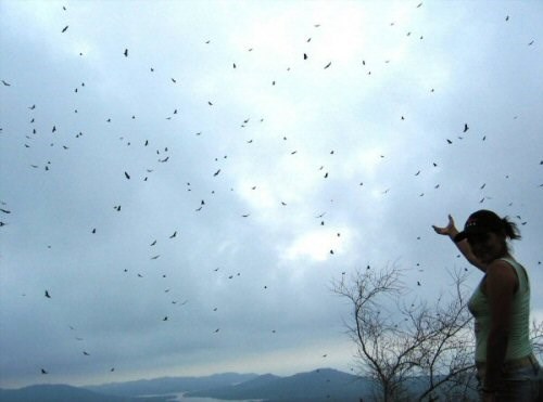 Migration over Veracruz River of Raptors