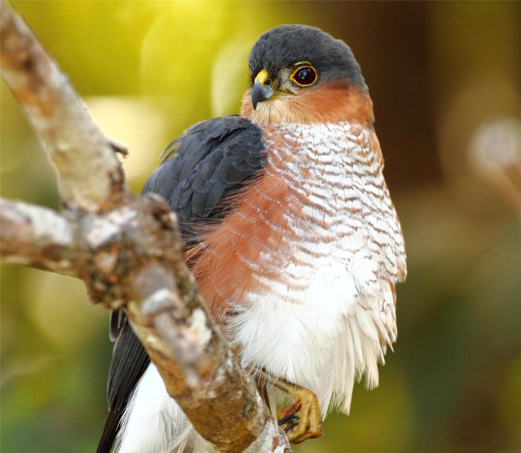 Puerto-rican sharp-shinned hawk Puerto-rican sharp-shinned hawk