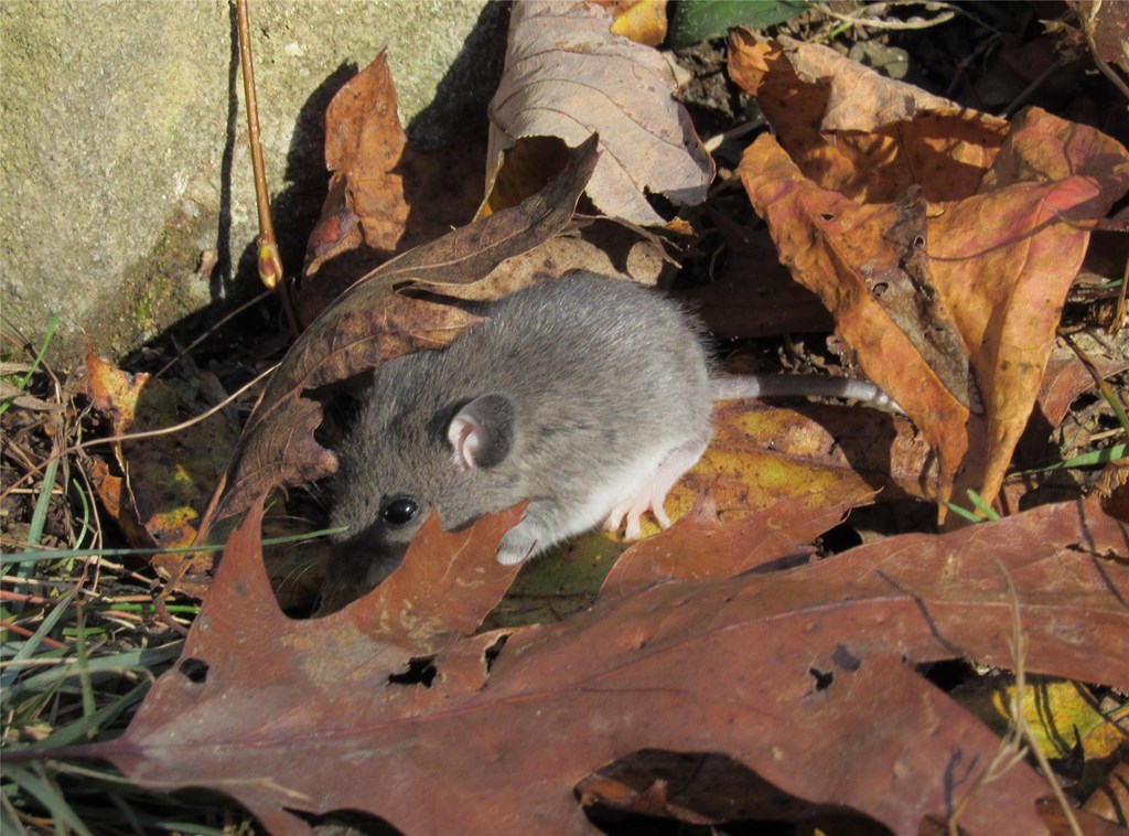 Small gray mouse peeking through autumn leaves