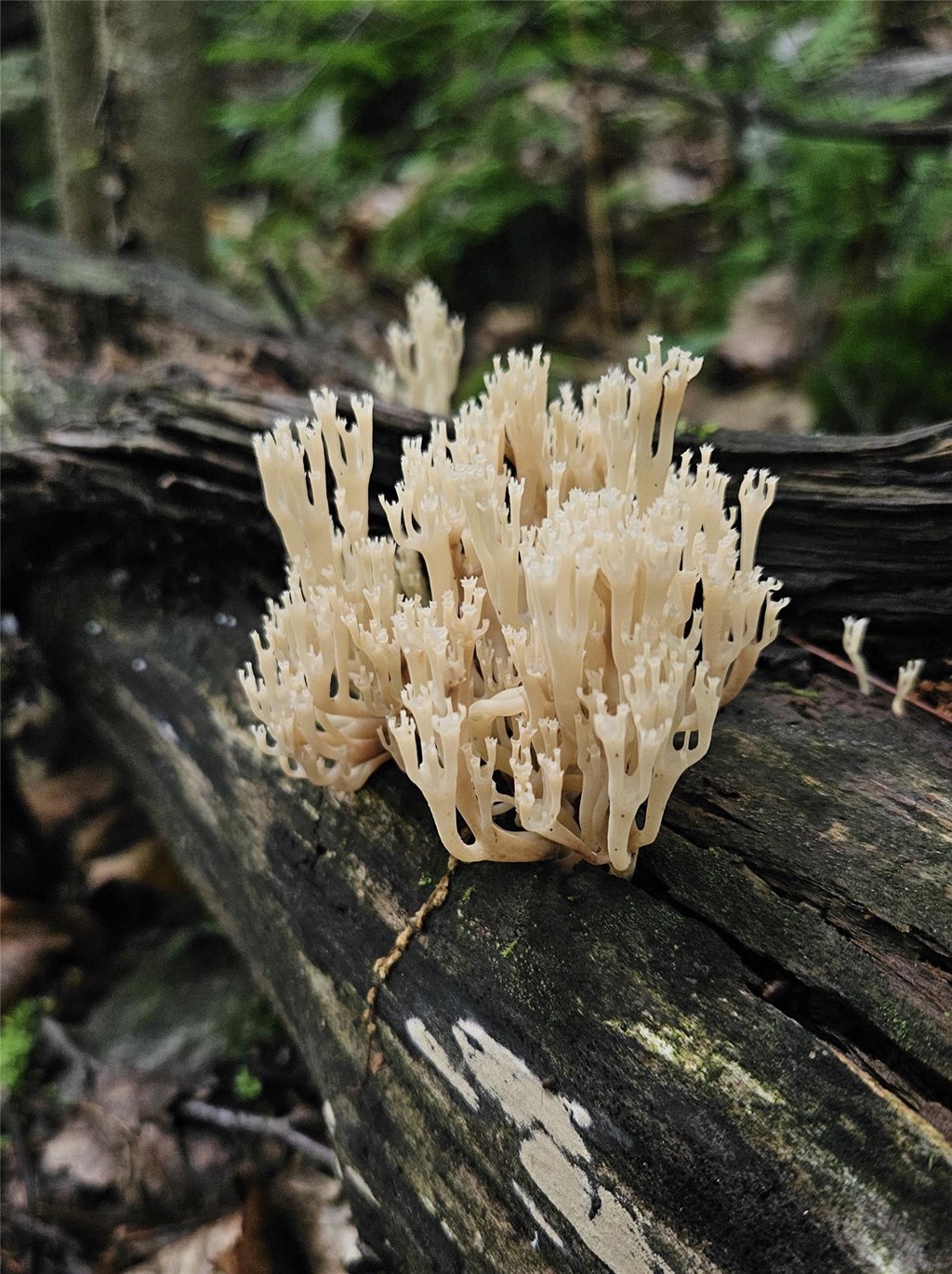 Crown-tipped Coral Fungus Growing on a Log