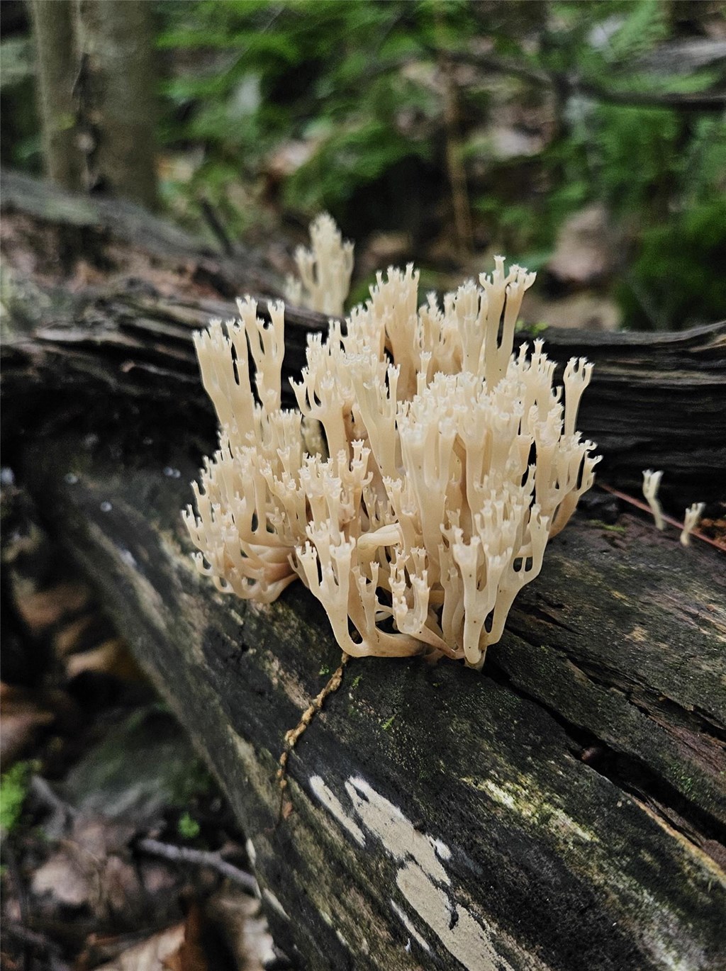 Crown-tipped Coral Fungus Growing on a Log Crown-tipped Coral Fungus Growing on a Log