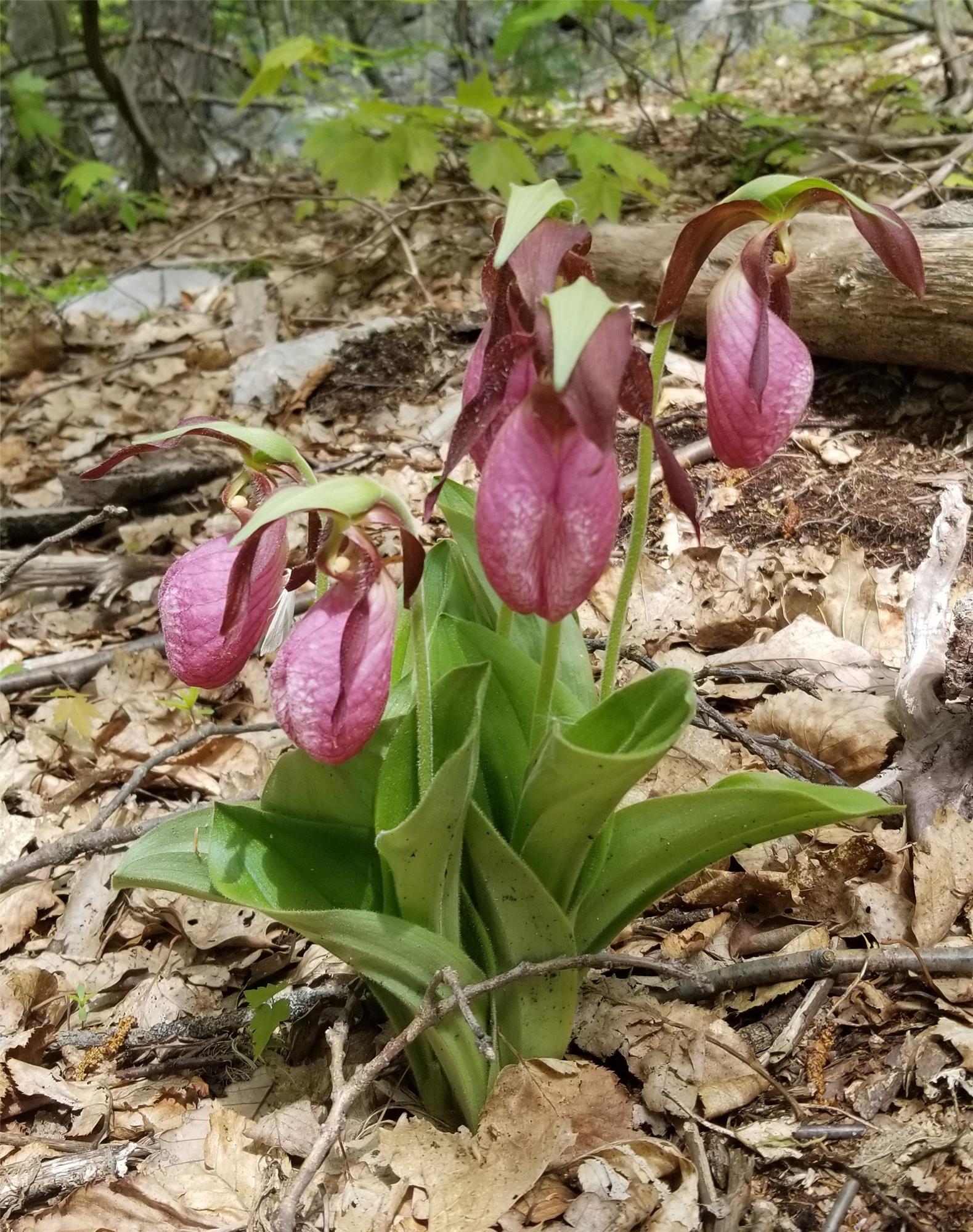 Maryland Biodiversity Project - Pink Lady's Slipper (Cypripedium acaule)
