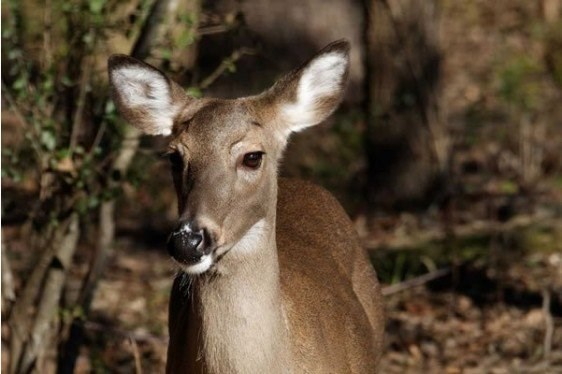 Deer in the Forest Deer in the Forest