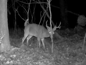 Deer on Trail Camera