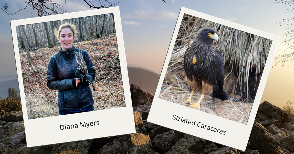 Diana and Striated Caracara Curriculum