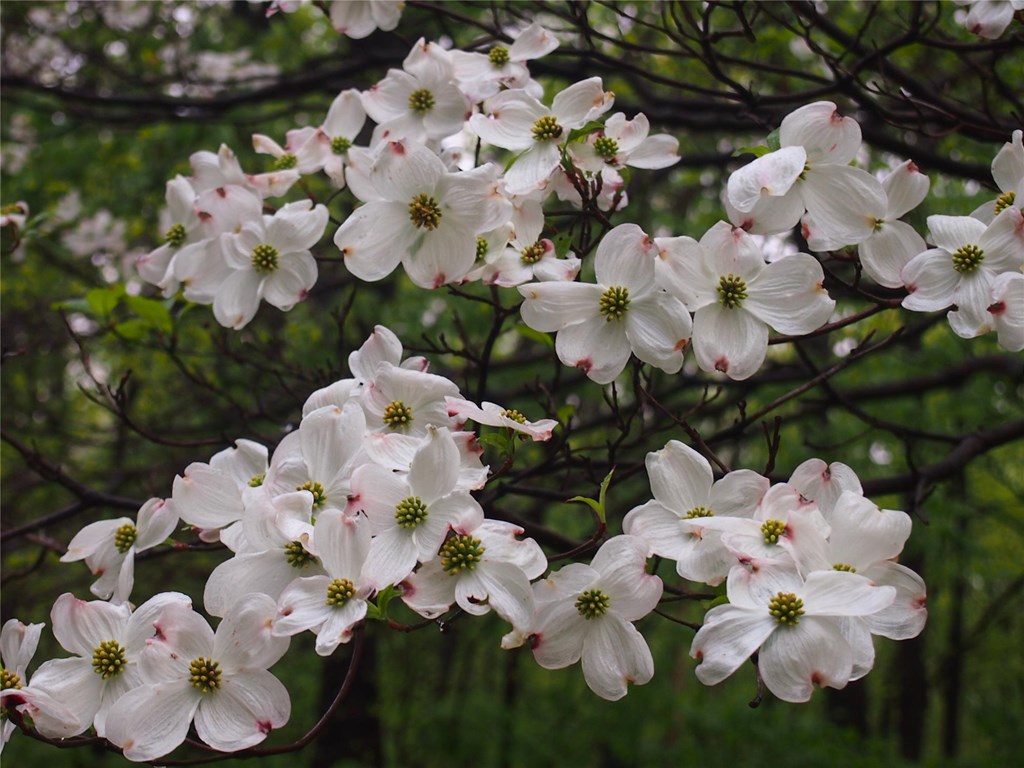 Blooming Dogwood Blooming Dogwood
