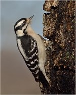 downy woodpecker downy woodpecker