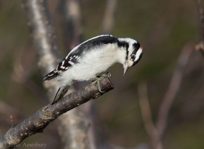 Małe Downy Woodpecker by Jesse Amesbury