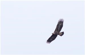 Golden Eagle