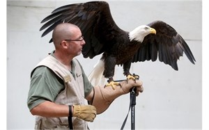 Eagle Day Eagle Day