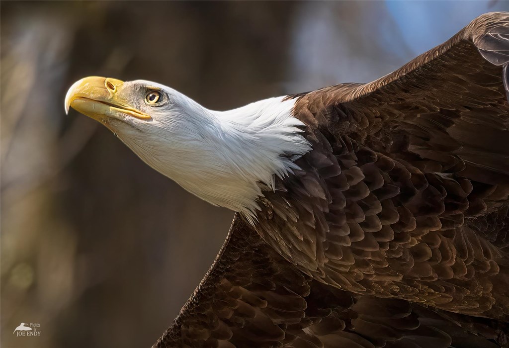 Bald Eagle by Joe Endy