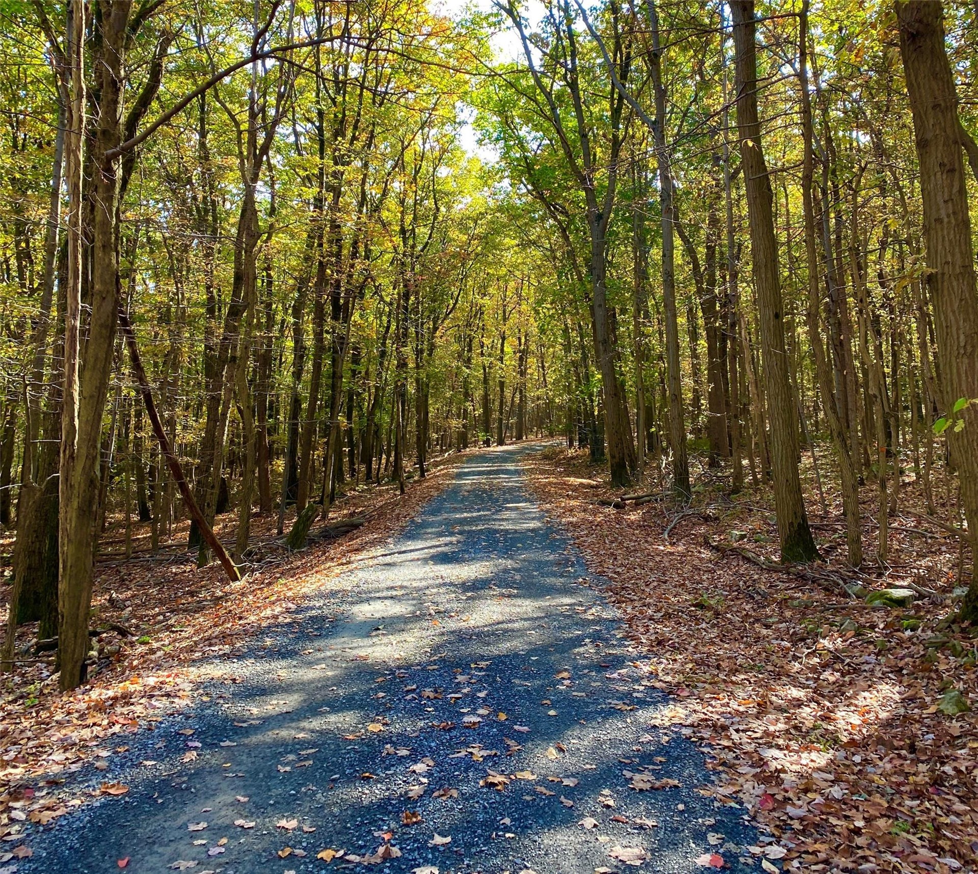 Meet the Fall Forest Meet the Fall Forest