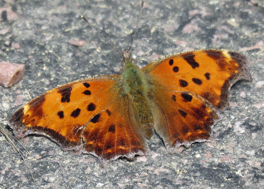 Eastern Comma Butterfly Eastern Comma Butterfly
