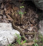 eastern garter snake 2 eastern garter snake 2