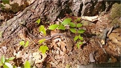 eastern garter snake eastern garter snake