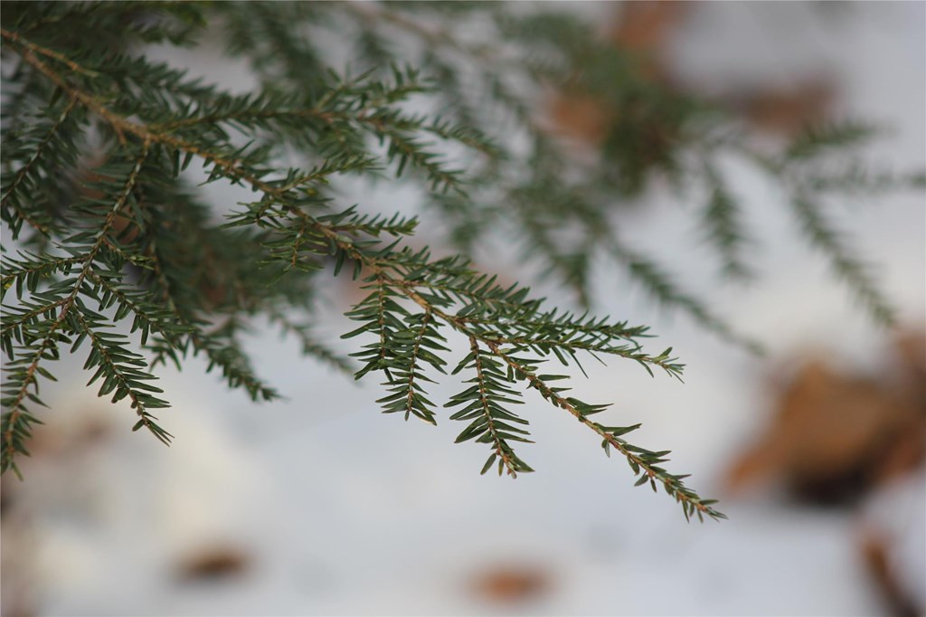 Close-Up of Eastern Hemlock Branches and Needles