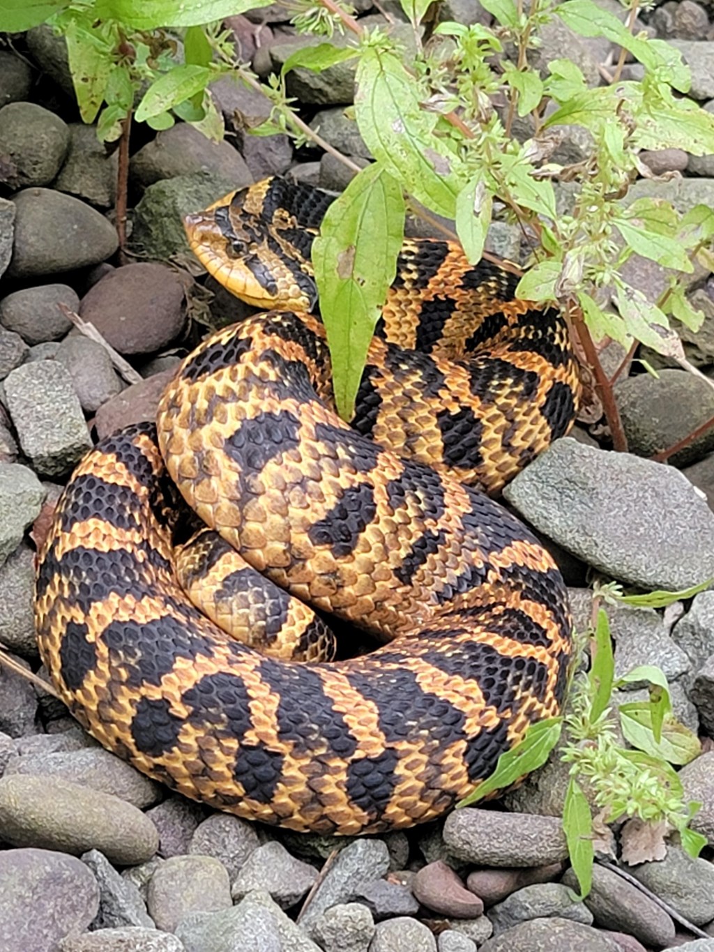 Eastern Hognose Snake by Jess Gary Eastern Hognose Snake by Jess Gary