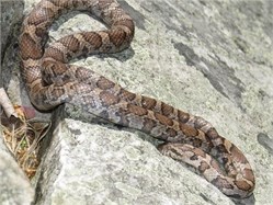 eastern milk snake