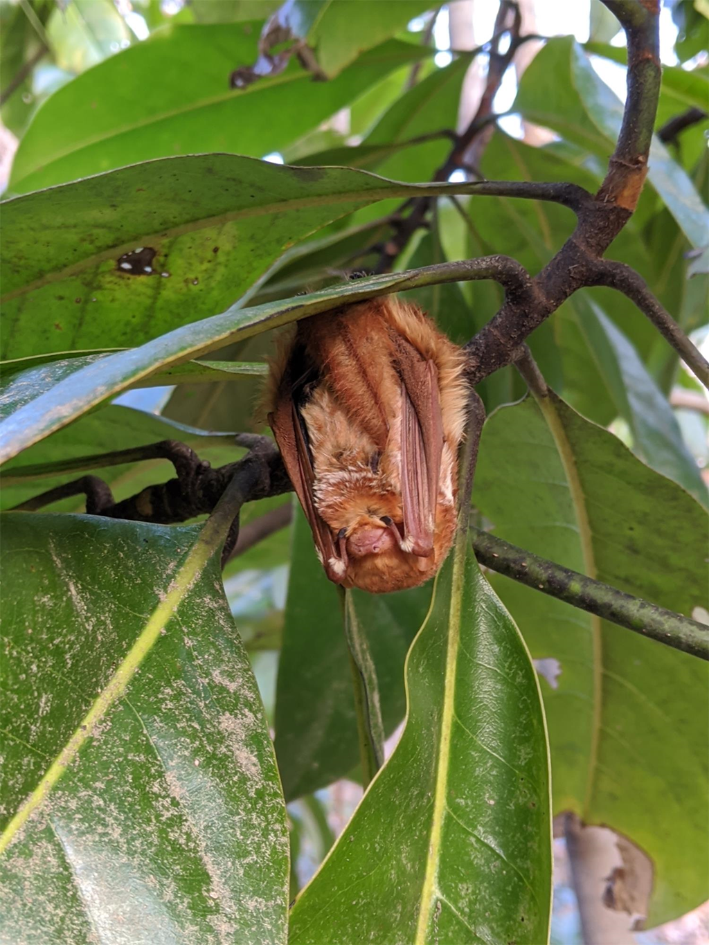 Eastern Red Bat Eastern Red Bat